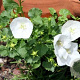 Campanula carpatica 'White Star' GM P9