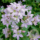 Campanula lactiflora 'Loddon Anna' GM P9