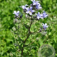 Campanula lactiflora 'Prichard's Variety' GM P9