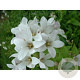 Campanula lactiflora 'White Pouffe' GM P9