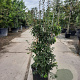 Enkianthus campanulatus 100-125 cm 20L