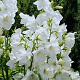 Campanula persicifolia 'Hampstead White' GM P9