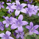 Campanula portenschlagiana 'Resholt Variety' GM P9
