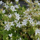 Campanula poscharskyana 'E. H. Frost' GM P9