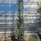 Eucalyptus gunnii 200-250 cm 18L
