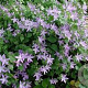 Campanula poscharskyana 'Senior' GM P9