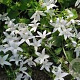 Campanula poscharskyana 'White Star' GM P9