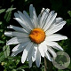 Chrysanthemum (I) 'Juno' GM P9