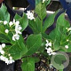 Cynanchum ascyrifolium GM P9