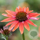 Echinacea purpurea 'Sundown' GM P9