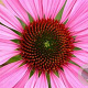 Echinacea purpurea 'The King' GM P9