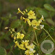 Epimedium pinnatum 'Elegans' GM P9