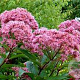 Eupatorium cannabinum 'Flore Pleno' GM P9