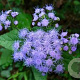 Eupatorium coelestinum GM P9