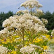 Eupatorium maculatum 'Album' GM P9