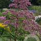 Eupatorium maculatum 'Phantom' GM P9