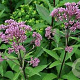 Eupatorium maculatum 'Purple Bush' GM P9