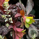 Euphorbia amyg. 'Red Wing' GM P9
