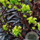 Euphorbia amygdaloides 'Purpurea' GM P9