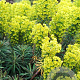 Euphorbia gayeri GM P9