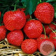 Fragaria ananassa 'Elsanta' GM P9