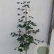 Ginkgo biloba 80-100 cm 4,0L gebonden