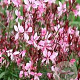 Gaura lindheimeri 'Pink Cloud' GM P9