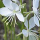 Gaura lindheimeri 'Snowbird' GM P9