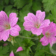 Geranium 'Claridge Durce' GM P9