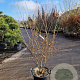 Hamamelis int. 'Orange Peel' 125-150 cm 30L