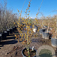 Hamamelis mollis 125-150 cm 45L