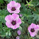 Geranium cinereum 'Ballerina' GM P9