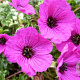 Geranium cinereum 'Giuseppe' GM P9