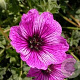 Geranium cinereum 'Laurence Flatman' GM P9
