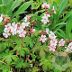 Geranium macrorrhizum 'Album' GM P9