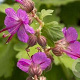Geranium macrorrhizum 'Bevan's Variety' GM P9