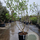 Heptacodium miconioides 200-250 cm container meerstammig solitair