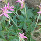 Geranium oxonianum 'Seedless Pink Star' GM P9