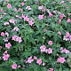 Geranium oxonianum 'Wageningen' GM P9