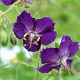 Geranium phaeum 'Lily Lovell' GM P9