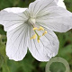 Geranium pratense 'White Lady' GM P9