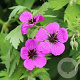 Geranium psilostemon 'Ivan' GM P9