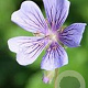 Geranium renardii 'Philippe Vapelle' GM P9