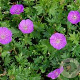 Geranium sanguineum 'Nanum' GM P9