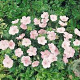 Geranium sanguineum 'Vision Pink' GM P9