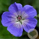 Geranium wallichtianum 'Buxton Blue' GM P9
