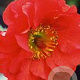 Geum 'Red Wings' GM P9