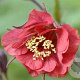 Geum rivale 'Leonard' GM P9