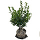 Ilex aq. 'Alaska' 40-60 cm met kluit
