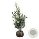 Ilex aq. 'Alaska' 80-100 cm met kluit